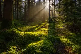 为什么人们会在树林里听到有人叫自己的名字？图片