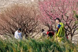 梅香浮动！一场东风吹开了京城梅花图片