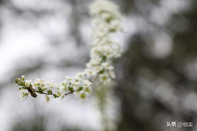 如瀑似雪，上海闵行红园喷雪花进入盛花期引市民踏春寻芳