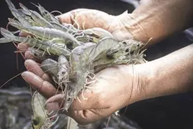 当心"激素虾"！买虾千万注意，这4种大虾最好别买，建议了解一下图片