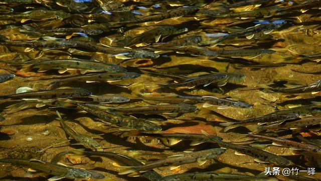 青海布哈河湿地：青海湖的母亲河
