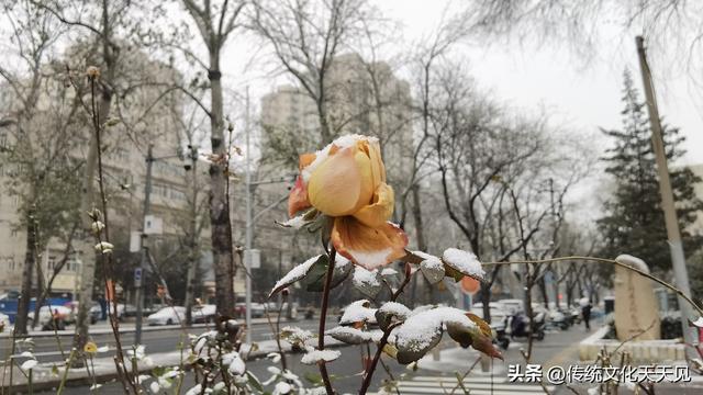 2025年北京冬天第一场雪后随手拍的小情小景，打动您了吗