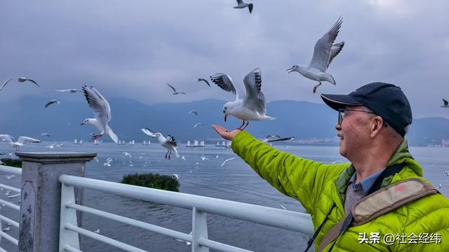 每日一景|漫步滇池湖畔·与海鸥共舞