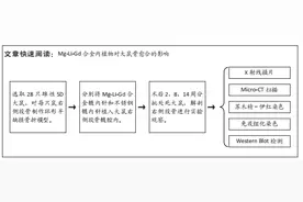 Mg-Li-Gd合金与不锈钢髓内针植入固定大鼠股骨环形半缺损的比较图片
