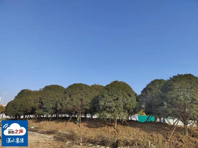 春节开放！襄阳规模最大自然湖泊公园……