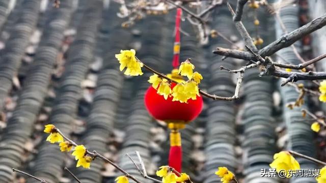 山东的第一波蜡梅开啦！快来邂逅这份冬日限定的浪漫