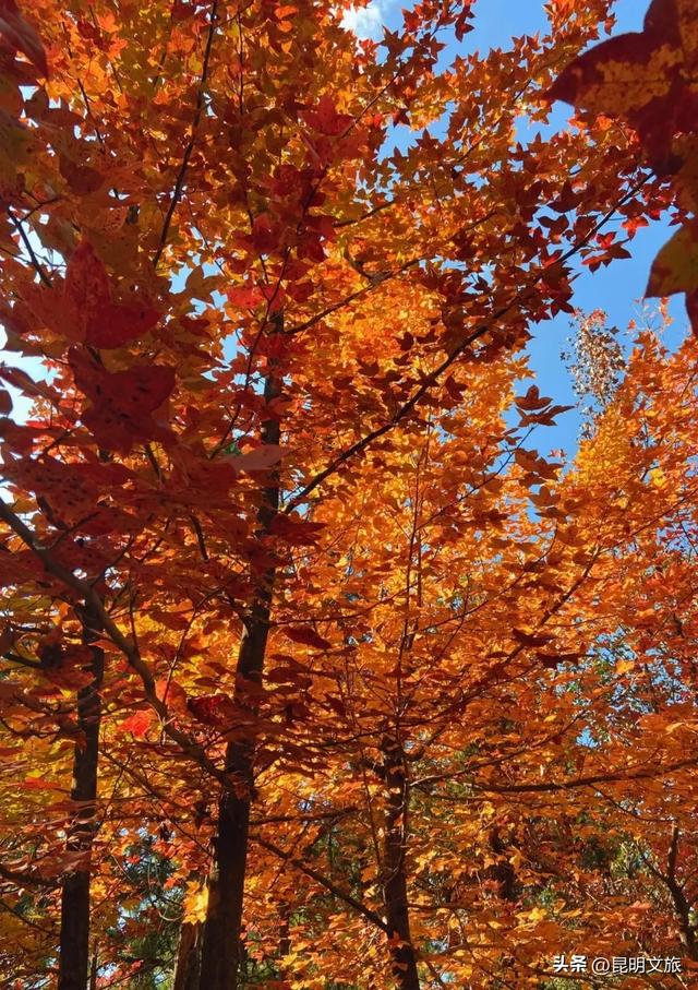 初冬氛围感出片计划,走起!昆明这份打卡攻略速速收藏→