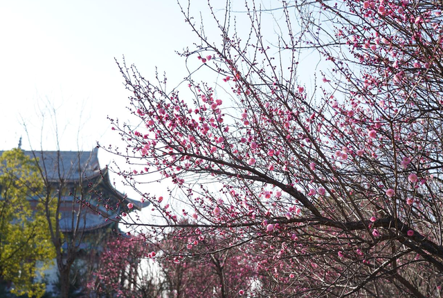 遇见“梅”好！麻城这座公园藏满冬日浪漫~