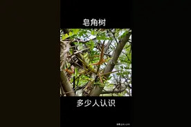 农村哪些树做切菜板好？这8 种木头上佳，连老木匠都在偷着用图片