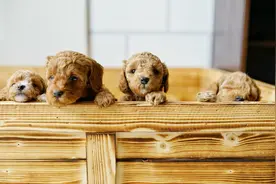 揭秘泰迪犬成长全过程！泰迪犬从一月到十二月的成长变化！图片