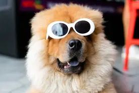 养宠新手指南：今日头条博主教你如何轻松上手图片