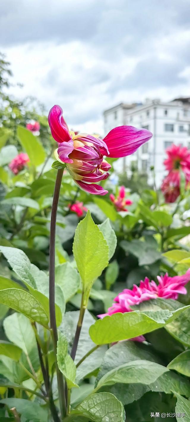 柴米油盐调味诗与远方，抚仙湖那一抹红