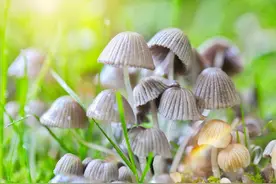 类风湿最怕的常见食物，原来是这五种食物！图片