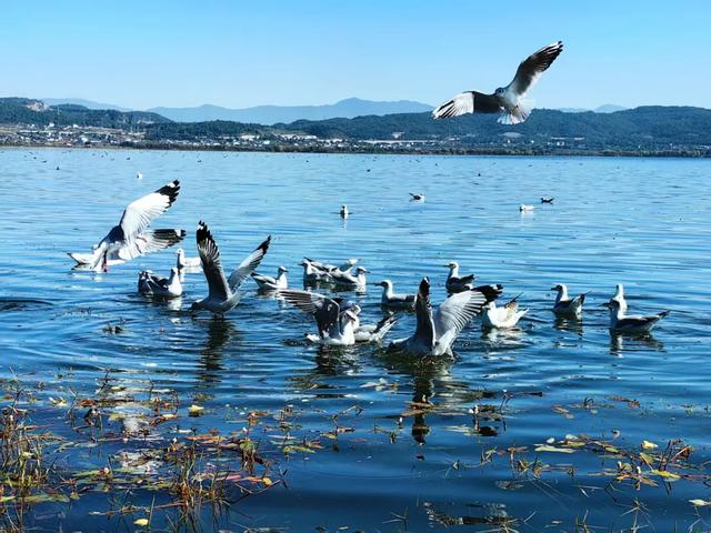 海鸥来了!丽江拉市海藏着冬天最治愈的邂逅