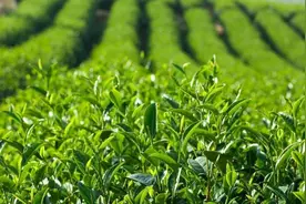 女面试官：“我女儿是你女儿的妈妈，你叫我啥？”小伙机智回答，现场被录取图片