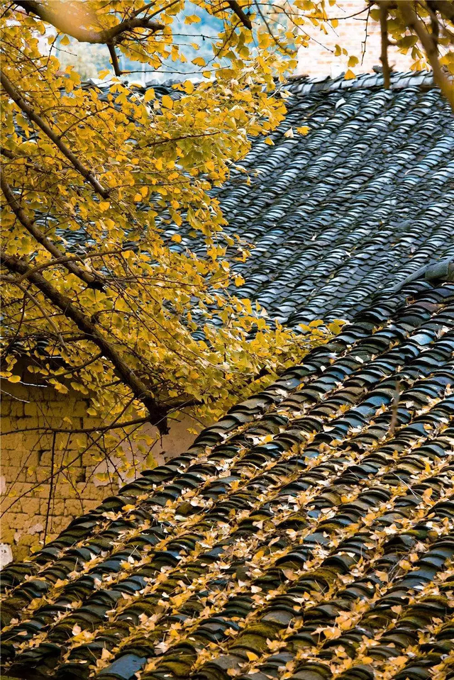 韶关坪田/九峰银杏最佳观赏期到啦！出发，拍满秋天九宫格！