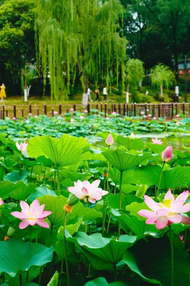 你好,夏天