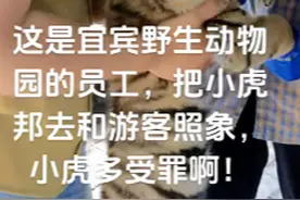 一次50元？四川宜宾野生动物园小老虎戴嘴套与游客合影图片