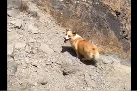 柯基跟主人一起徒步爬山，回来累得倒在地就睡着了，真是累成狗了图片