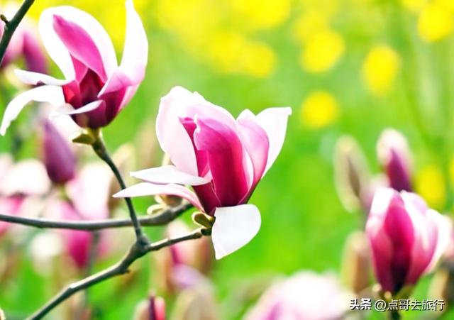 成都最浪漫的玉兰花开了，油菜花和玉兰花惊艳同框，让人赏心悦目