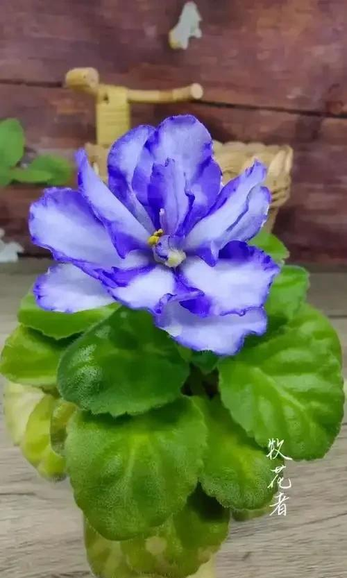 养花二十多年，吐槽好看难养、新手慎入的6大＂颜值杀手＂