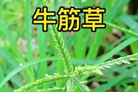 在农村泛滥成灾，老一辈人叫它“消炎草”，懂它的人都极为珍惜。图片