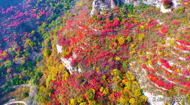 赏红叶・听秋水・颂英魂！河北涉县庄子岭，藏着太行动人的秋