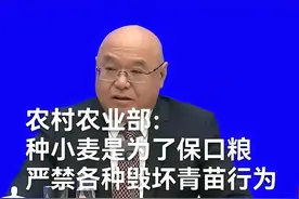 割青储，卖青苗收的价再高也必须得禁止！图片