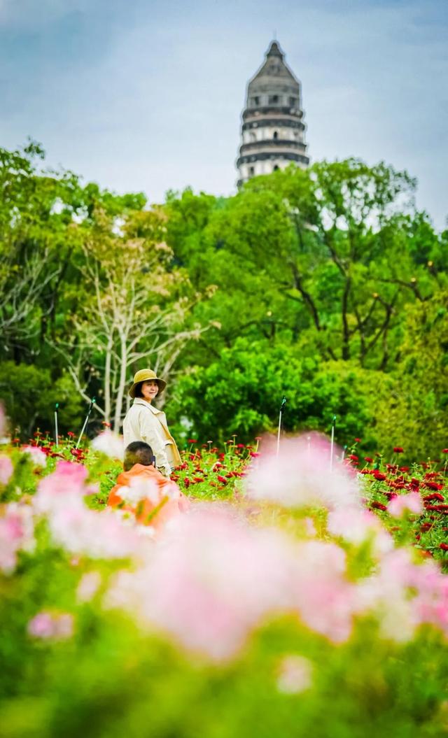虎丘山脚下的免费公园！四片超大的缤纷花海，一次性看个够！