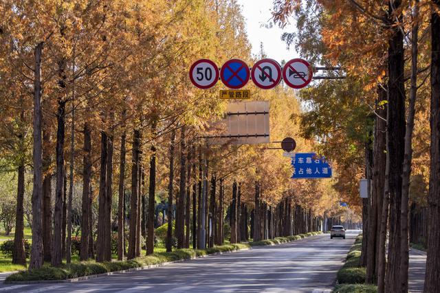 扬州长春路：半世纪水杉绘就生态走廊 “冬妆”