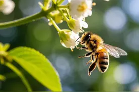 古诗词《蜂》图片