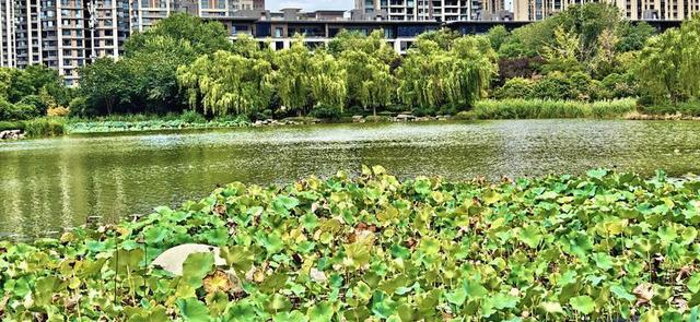 西安木塔寺公园里碧波荡漾 风景如画