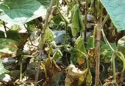 种过黄瓜的地，一定不要再种这几样菜了，种错了白忙活