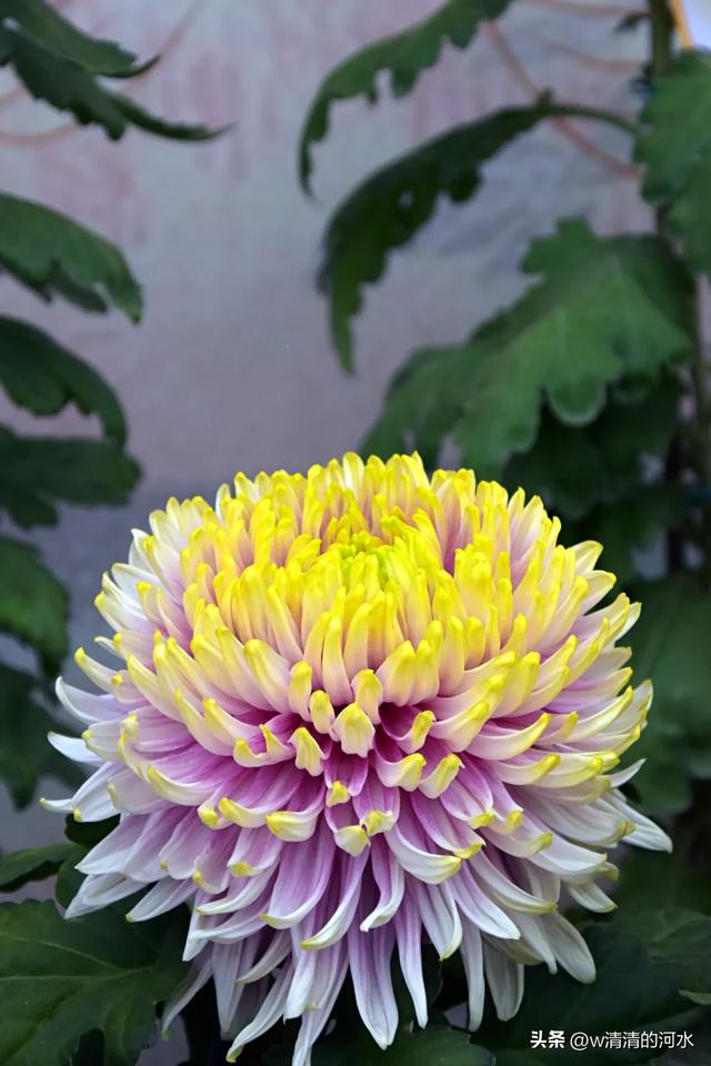 菊花是秋天里绝美的画卷