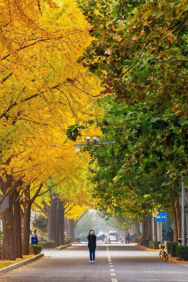 夏未走秋已至，北京半黄半绿的银杏大道，三里屯还是太时尚了！