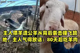 我家的羊为什么喜欢在背后顶人图片