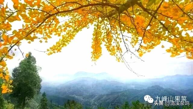 银杏染秋——九峰的金色童话