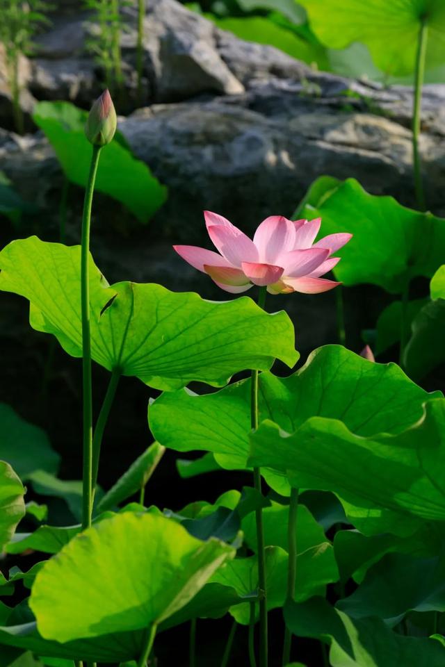 这个暑假，丰台“游”点“不一样”（自然游乐篇）