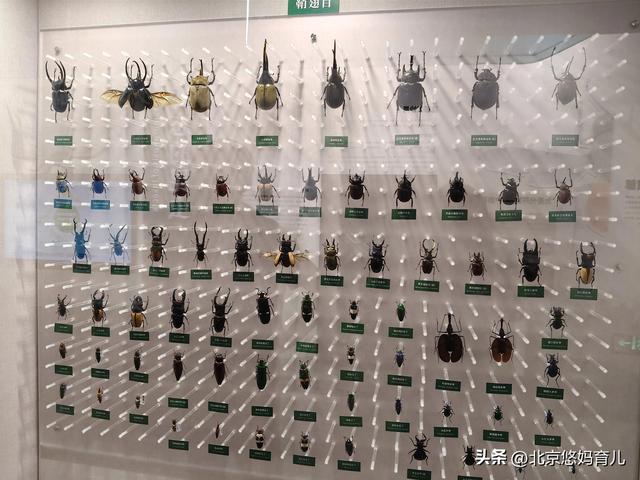 第一次去国家自然博物馆，水族馆和恐龙乐园是8岁孩子的最爱