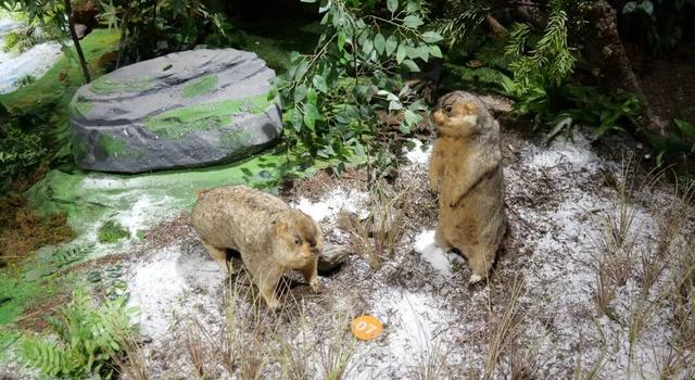 观山·阅史·体验·品文化 | 四座博物馆，四种维度，解锁一个立体的四姑娘山