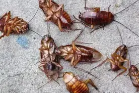 山东48岁公务员辞职养蟑螂，8年繁育10亿只，如今成亿万富豪图片