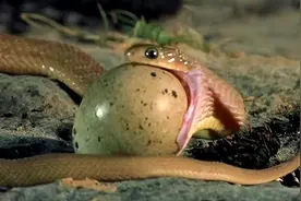 4米眼镜王蛇钻入移动基站,被捉时竟连吐出3条小蛇,蛇会被"熏吐"？图片