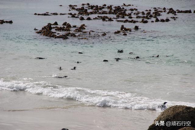 南部非洲：南非开普敦企鹅岛