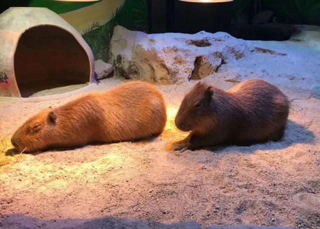 潍坊人有自己的“疯狂动物城”！冲！冲！冲！