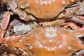 梭子蟹教科书，又到了一年一度吃梭子蟹盛宴，全国哪的梭子蟹最好图片