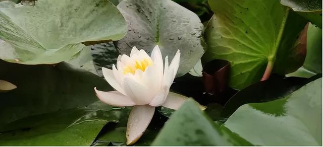 鹿泉：夏日雨后，公园里藏不住的花语