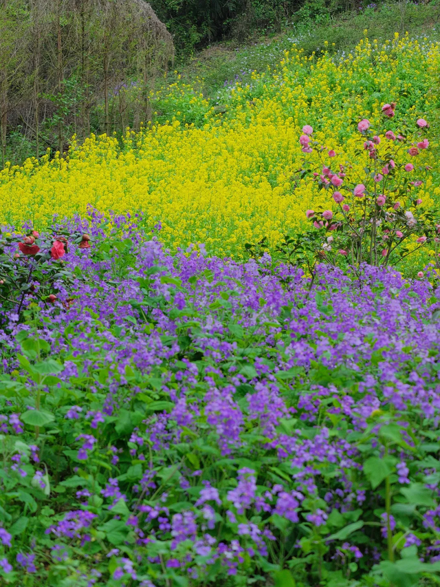 春假必看！成都周边1.5h亲子徒步，3公里徒步赏花拿奖牌轻松get！