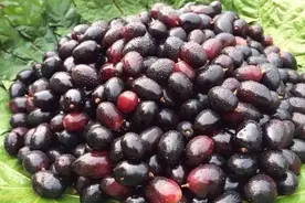 爱上火还怕冷？乌梅丸就能调！图片