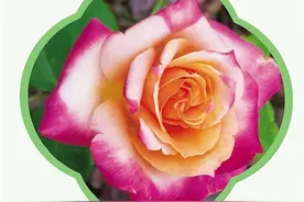 畅游南阳 认识名品月季图片