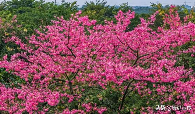 速收藏！贵港十二月赏花地图出炉，这些绝美机位拍出氛围感大片